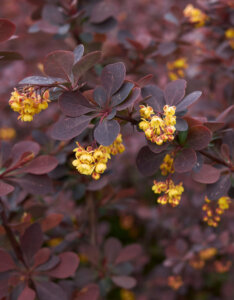 Berberis thunbergii Atropurpurea - Epine-vinette - feuillage et fleurs