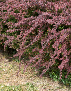 Berberis thunbergii Atropurpurea - Epine-vinette - vue d'ensemble
