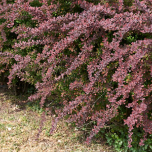 Berberis thunbergii Atropurpurea - Epine-vinette - vue d'ensemble