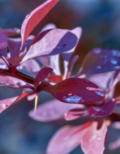 Berberis thunbergii Atropurpurea Nana - Epine-vinette - feuillage et épines