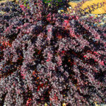 Berberis thunbergii Atropurpurea Nana - Epine-vinette - vue d'ensemble
