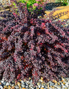 Berberis thunbergii Atropurpurea Nana - Epine-vinette - vue d'ensemble