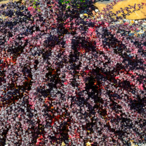 Berberis thunbergii Atropurpurea Nana - Epine-vinette - vue d'ensemble