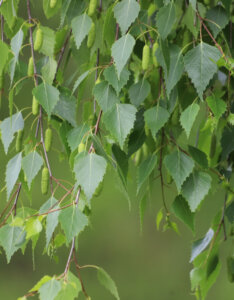 Betula pendula - Bouleau commun - Bouleau pleureur - feuillage et chatons