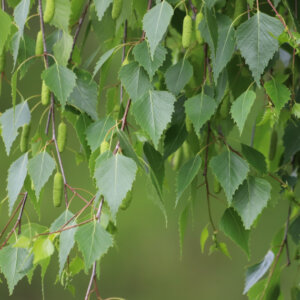 Betula pendula - Bouleau commun - Bouleau pleureur - feuillage et chatons