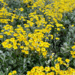 Brachyglottis Sunshine - Senecio greyi - Seneçon en arbre - vue d'ensemble