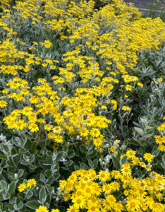 Brachyglottis Sunshine - Senecio greyi - Seneçon en arbre - vue d'ensemble