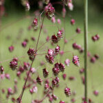 Briza media - Amourette commune - inflorescences