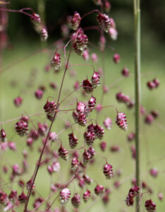 Briza media - Amourette commune - inflorescences