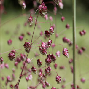 Briza media - Amourette commune - inflorescences