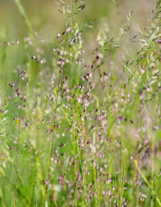 Briza media - Amourette commune - vue d'ensemble