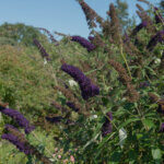 Buddleia davidii Black Knight - Arbre aux papillons - vue d'ensemble
