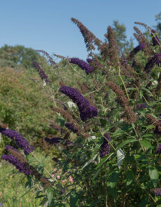 Buddleia davidii Black Knight - Arbre aux papillons - vue d'ensemble