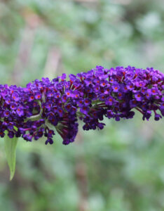 Buddleia davidii Black Knight - Arbre aux papillons - inflorescence