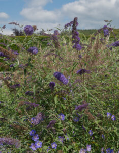 Buddleia davidii Nanho Blue - Arbre aux papillons - vue d'ensemble