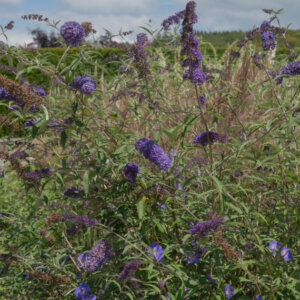 Buddleia davidii Nanho Blue - Arbre aux papillons - vue d'ensemble