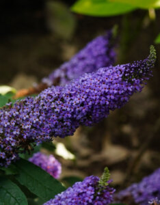 Buddleia davidii Nanho Blue - Arbre aux papillons - Inflorescence