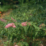 Buddleia davidii Pink Delight- Arbre aux papillons - vue d'ensemble
