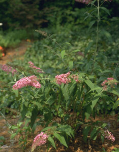 Buddleia davidii Pink Delight- Arbre aux papillons - vue d'ensemble