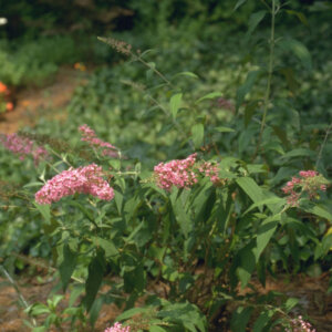 Buddleia davidii Pink Delight- Arbre aux papillons - vue d'ensemble