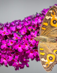 Buddleia davidii Royal Red - Arbre aux papillons - inflorescence