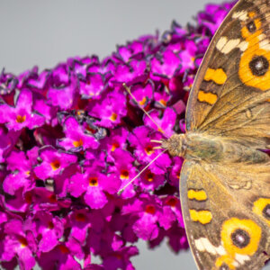 Buddleia davidii Royal Red - Arbre aux papillons - inflorescence