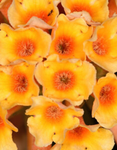 Buddleia davidii Sungold - Arbre aux papillons - inflorescence