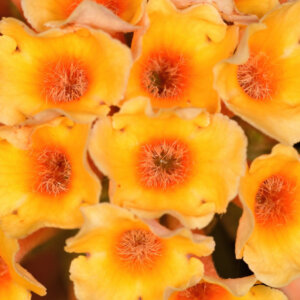 Buddleia davidii Sungold - Arbre aux papillons - inflorescence