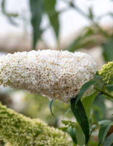 Buddleia davidii White Profusion - Arbre aux papillons - inflorescence