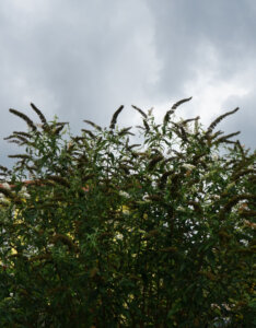 Buddleia davidii White Profusion - Arbre aux papillons - vue d'ensemble