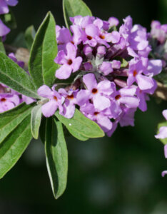 Buddleja alternifolia - Arbre aux papillons à feuilles alternes - floraison