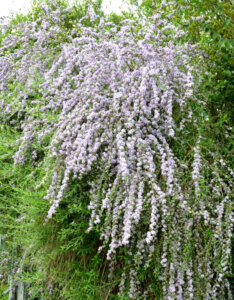 Buddleja alternifolia - Arbre aux papillons à feuilles alternes - vue d'ensemble