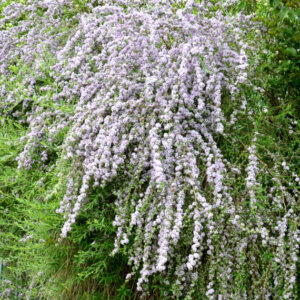 Buddleja alternifolia - Arbre aux papillons à feuilles alternes - vue d'ensemble