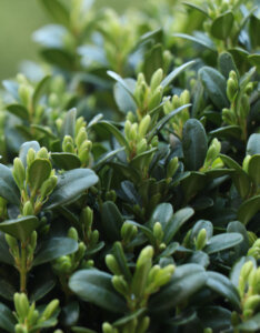 Buxus sempervirens - Buis commun - feuillage et jeunes pousses