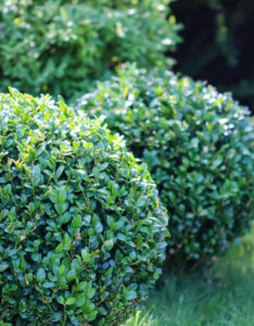 Buxus sempervirens - Buis commun - vue d'ensemble