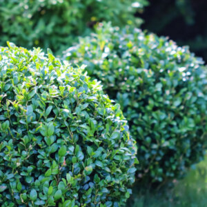 Buxus sempervirens - Buis commun - vue d'ensemble