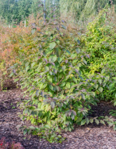 Callicarpa bodinieri Profusion - Arbuste aux bonbons - Feuillage