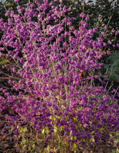 Callicarpa bodinieri Profusion - Arbuste aux bonbons - vue d'ensemble