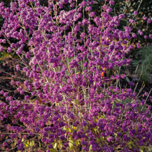 Callicarpa bodinieri Profusion - Arbuste aux bonbons - vue d'ensemble