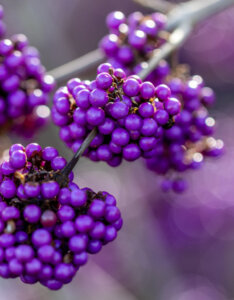 Callicarpa bodinieri Profusion - Arbuste aux bonbons - fructification
