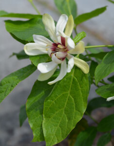 Calycanthus Venus - Arbre aux Anemones - floraison
