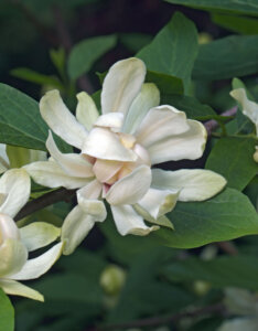 Calycanthus Venus - Arbre aux Anemones - fleurs et feuillage