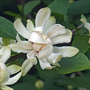 Calycanthus Venus - Arbre aux Anemones - fleurs et feuillage