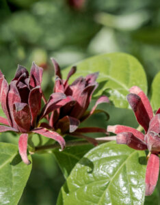 Calycanthus floridus - Arbre aux anémones - fleurs