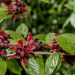 Calycanthus floridus - Arbre aux anémones - fleurs et feuillage