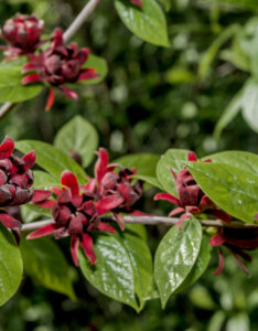 Calycanthus floridus - Arbre aux anémones - fleurs et feuillage