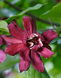 Calycanthus floridus - Arbre aux anémones - Fleur