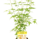 Acer palmatum Bi-Hoo - Érable du Japon