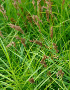 Carex muskingumensis - Laîche d' Amérique - Laîche palmée - inflorescences