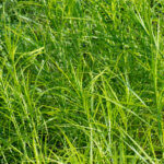 Carex muskingumensis - Laîche d' Amérique - Laîche palmée - feuillage